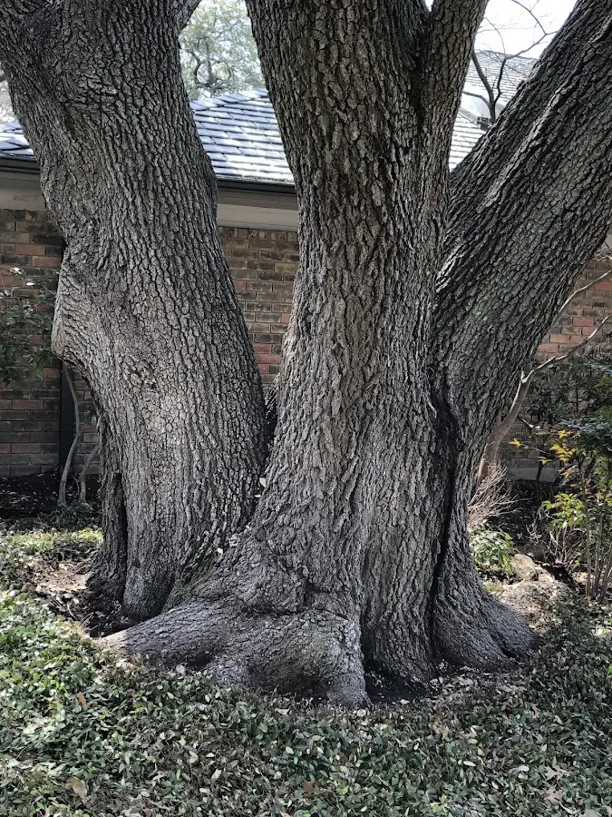 Mature heritage tree close to a Grand Gorge property cared for by certified arborists